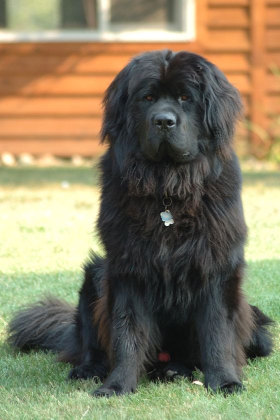 newfoundland_dog_smoky1